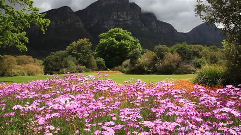 Il Kirstenbosch National Botanical Garden: un paradiso floreale che celebra l'incredibile biodiversità del Sudafrica!